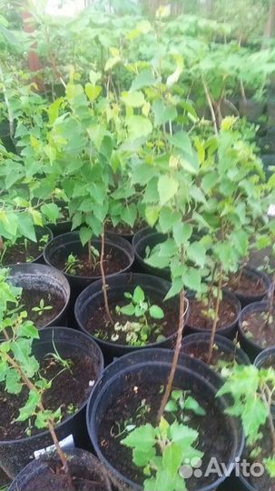 Липа рябина красная