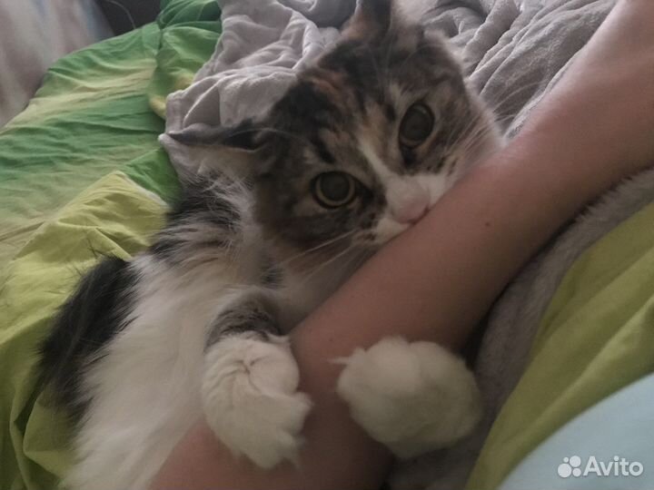 Кошка