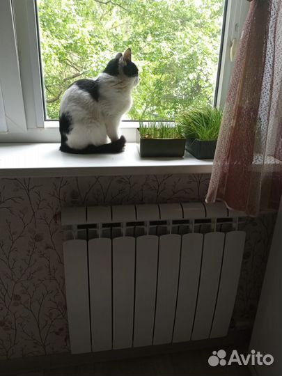 Кошка молодая