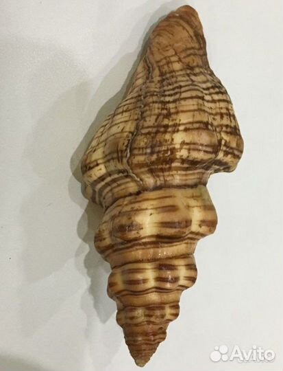 Морские ракушки раковины