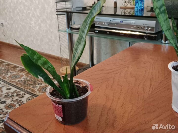 Сансевиерия Ханни, зеленика