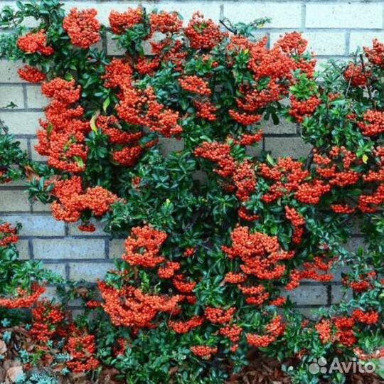 Пираканта красная зкс