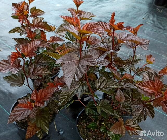 Саженцы декоративных кустарников