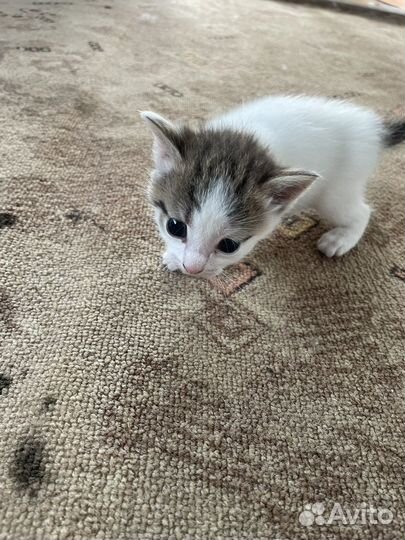 Кошка в дар