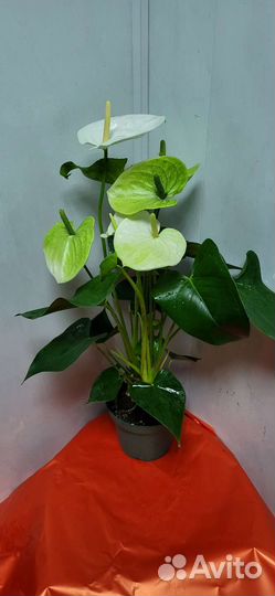 Комнатные растения цветы антуриум разные