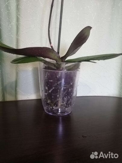 Орхидея биг лип