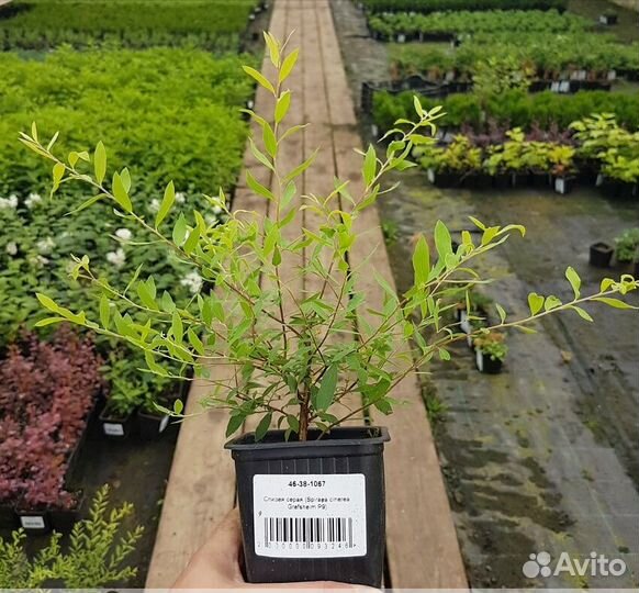 Спирея Грефштейм