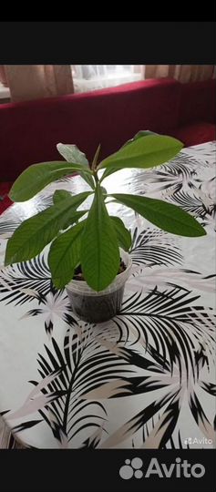 Молочай гранта