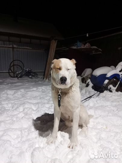 1 год алабай родословная хорошая