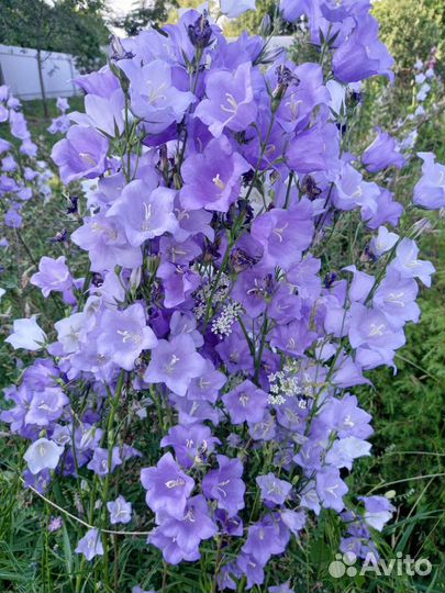 Многолетники