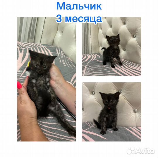 Милые котята