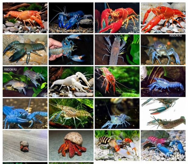 Аквариумные раки в ассортименте Магазина