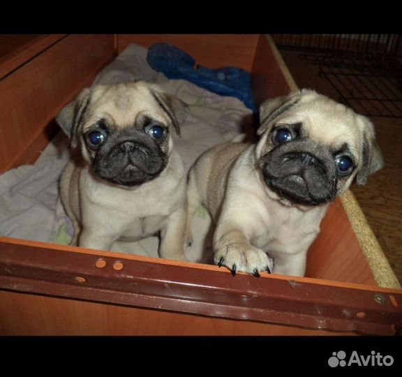 Щенки мопса