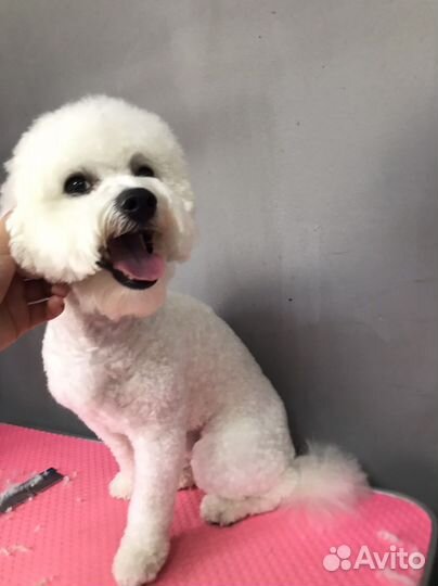 Груминг обучение курсы груминга стрижки собак