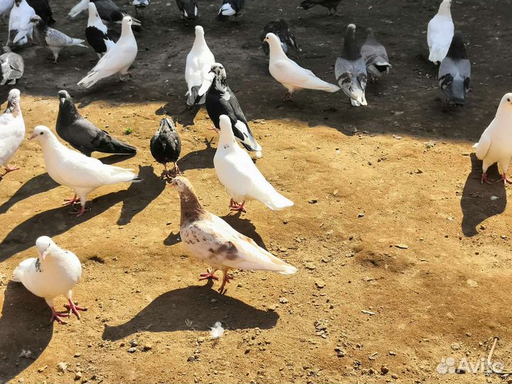 Бакинские бойные голуби