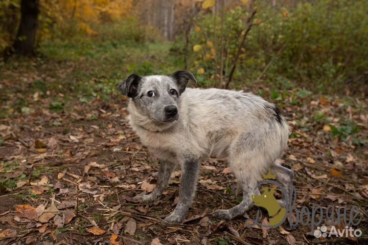 Застенчивый Вовка в самые добрые руки