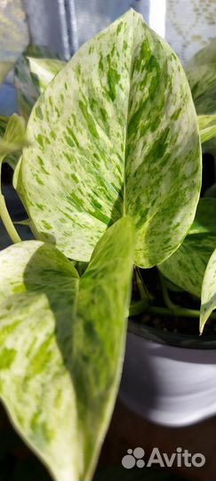 Сциндапсус Marble Queen