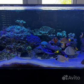 Светильники для морских аквариумов - купить в магазине Акватория