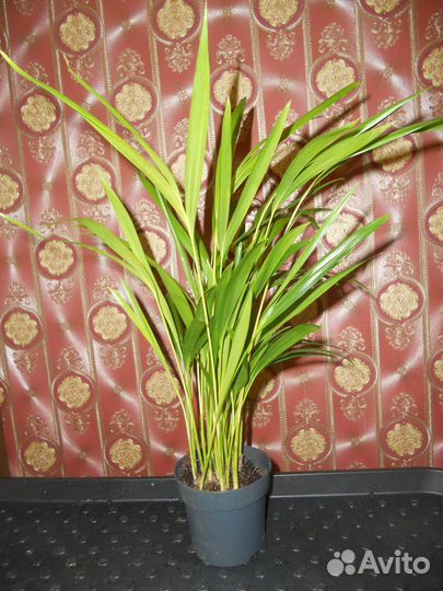 Дипсис пальма