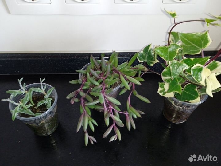 Суккуленты разные