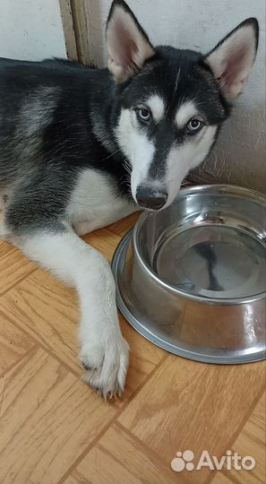 Сибирский хаски