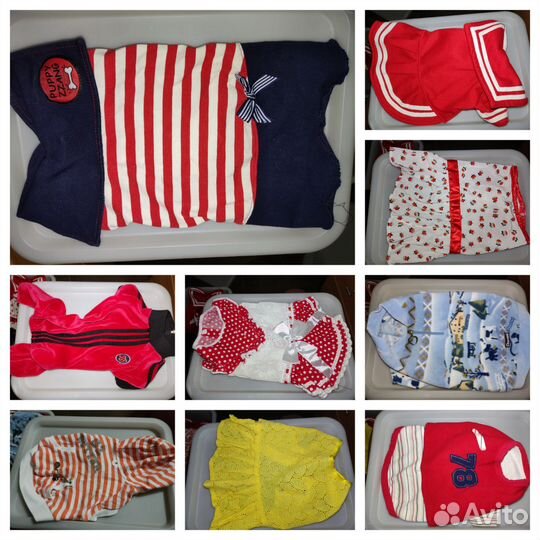 Одежда для собак мелких пород