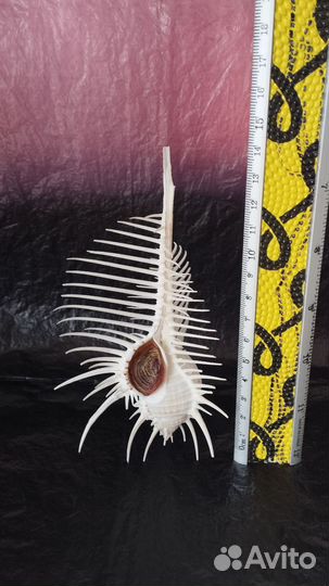 Морская раковина Мурекс Пектен 