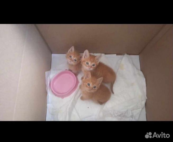 Котята рыжие