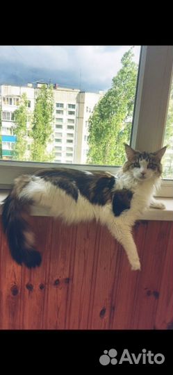 Кошка мейн-кун