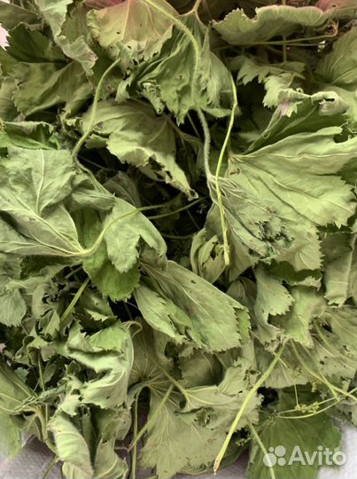 Трава Манжетка. Или Женская травка