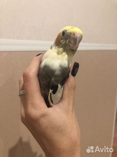 Корелла выкормыши