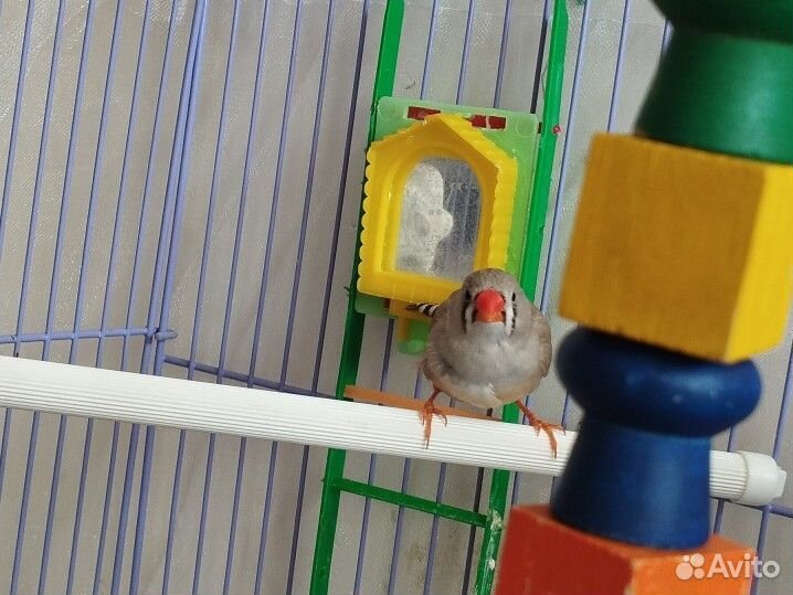 Зебровый амадин отдам