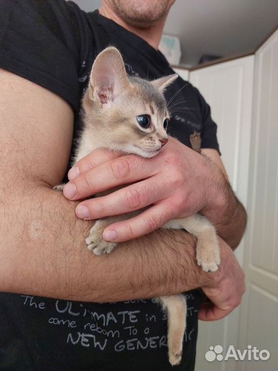 Абиссинская