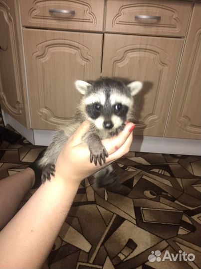 Енот полоскун малыши