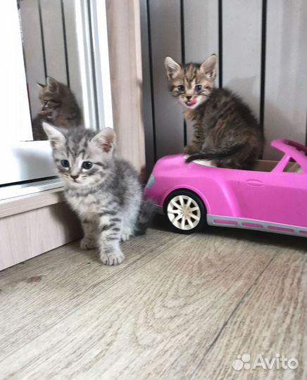 Котята метисы