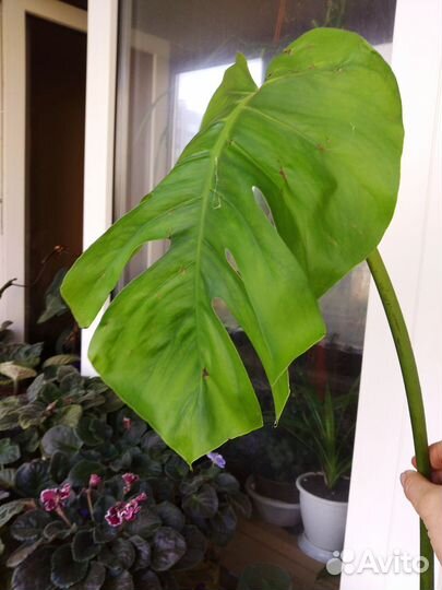 Монстера деликатесная(Monstera deliciosa)