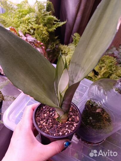 Сансевиерия Moonshine