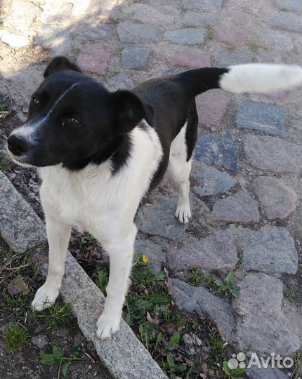 Щенок-подросток