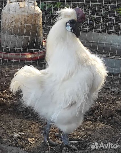 Петухи годовалые