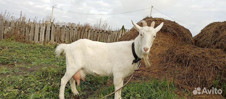 Зааненская коза