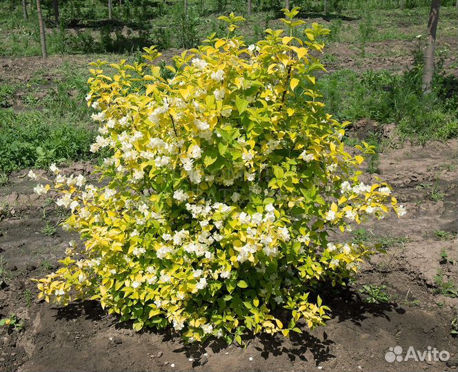 Жасмин ауреа золотистый