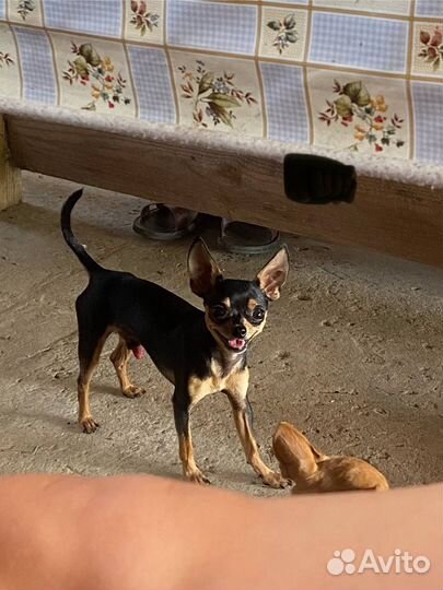 Случка той-терьер