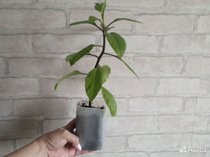 Джинура Прокумбенс(комнатный шпинат)