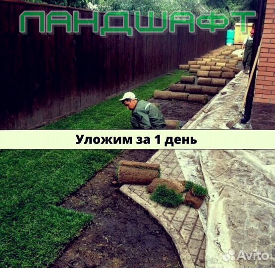 Рулонный газон - сразу с поля Климовск