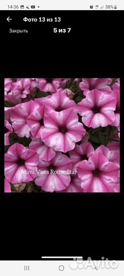 В наличии ампельные растения