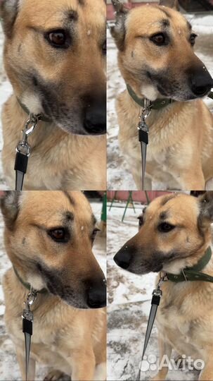 Собака в добрые руки