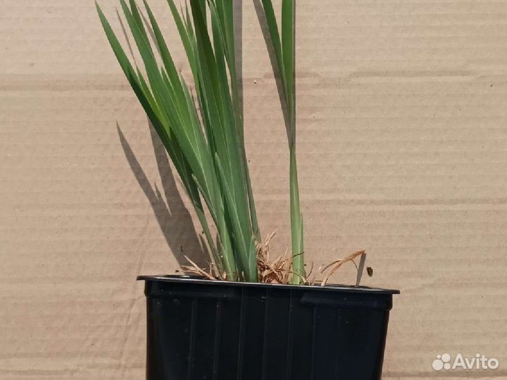 Ирис сибирский