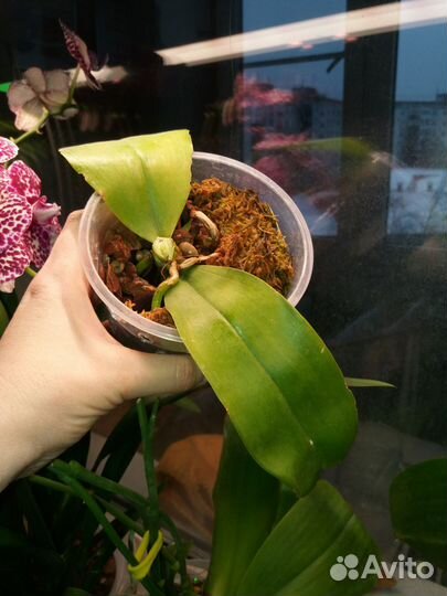Орхидея фаленопсис пень Каюлани