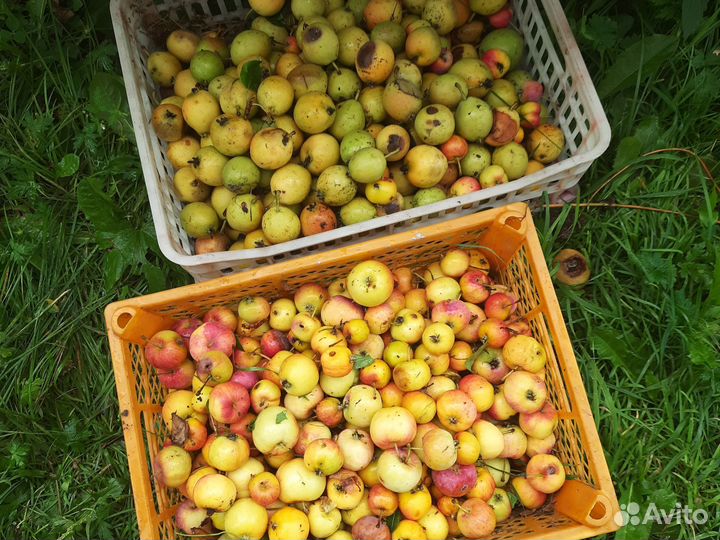 Яблоки падалица