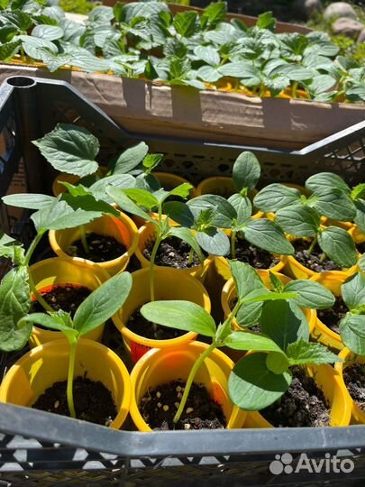 Рассада огурцов